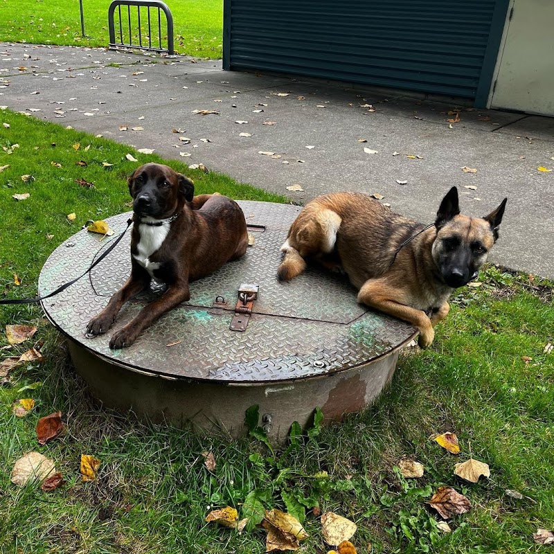 Emerald Dog Training cover image