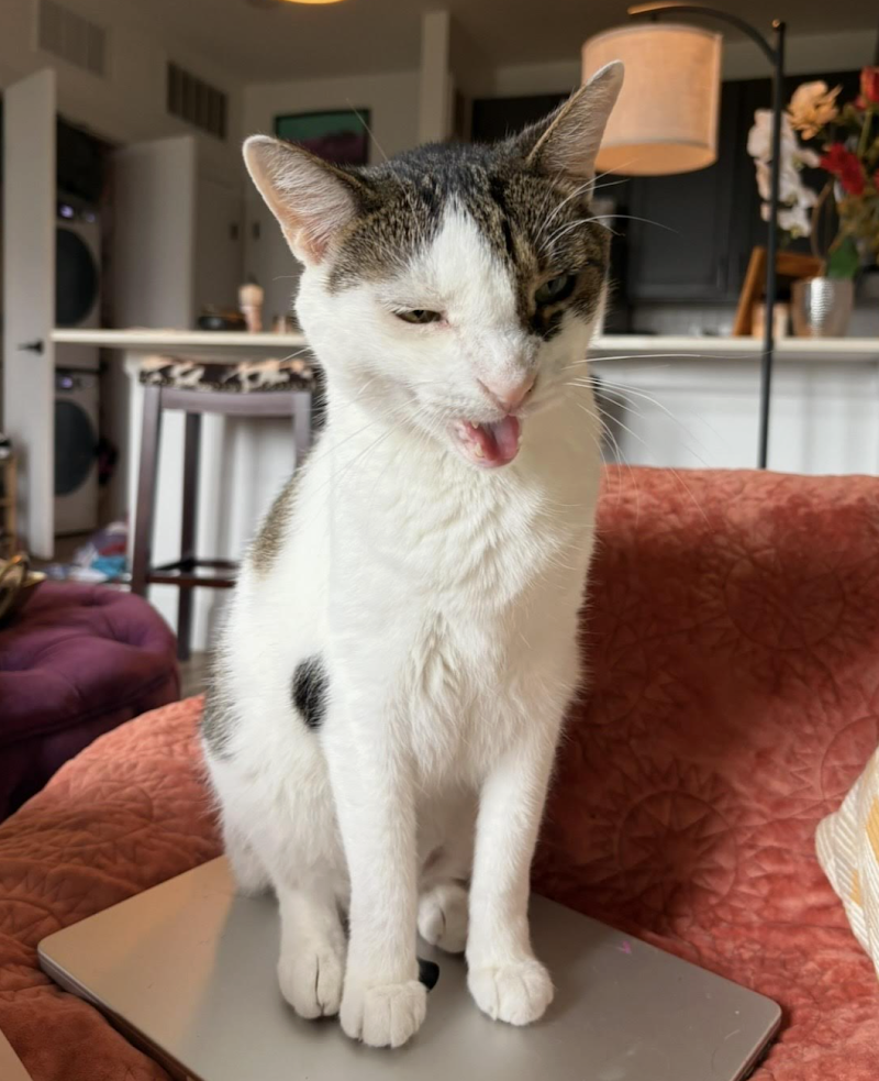 Southwest Vet cover image