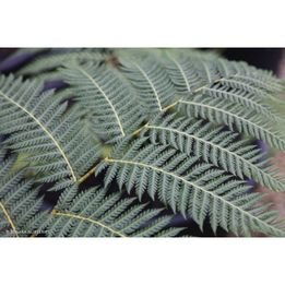 Buy My Plants cover image