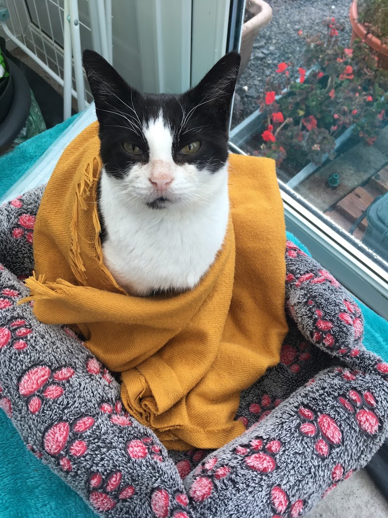 The Cardiff Cat Clinic cover