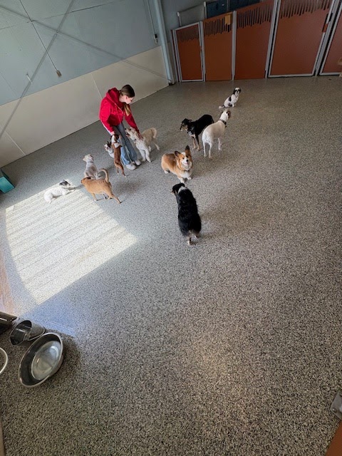 Camp Bow Wow Austin cover image