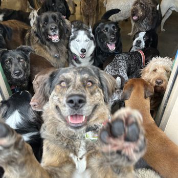 Lucky Dog Pet Lodge cover image