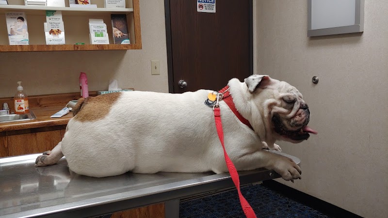 Doc Mo's Kindred Spirits Animal Hospital cover image