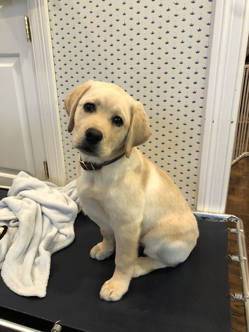 The Belmont Pet Resort and Daycare cover image