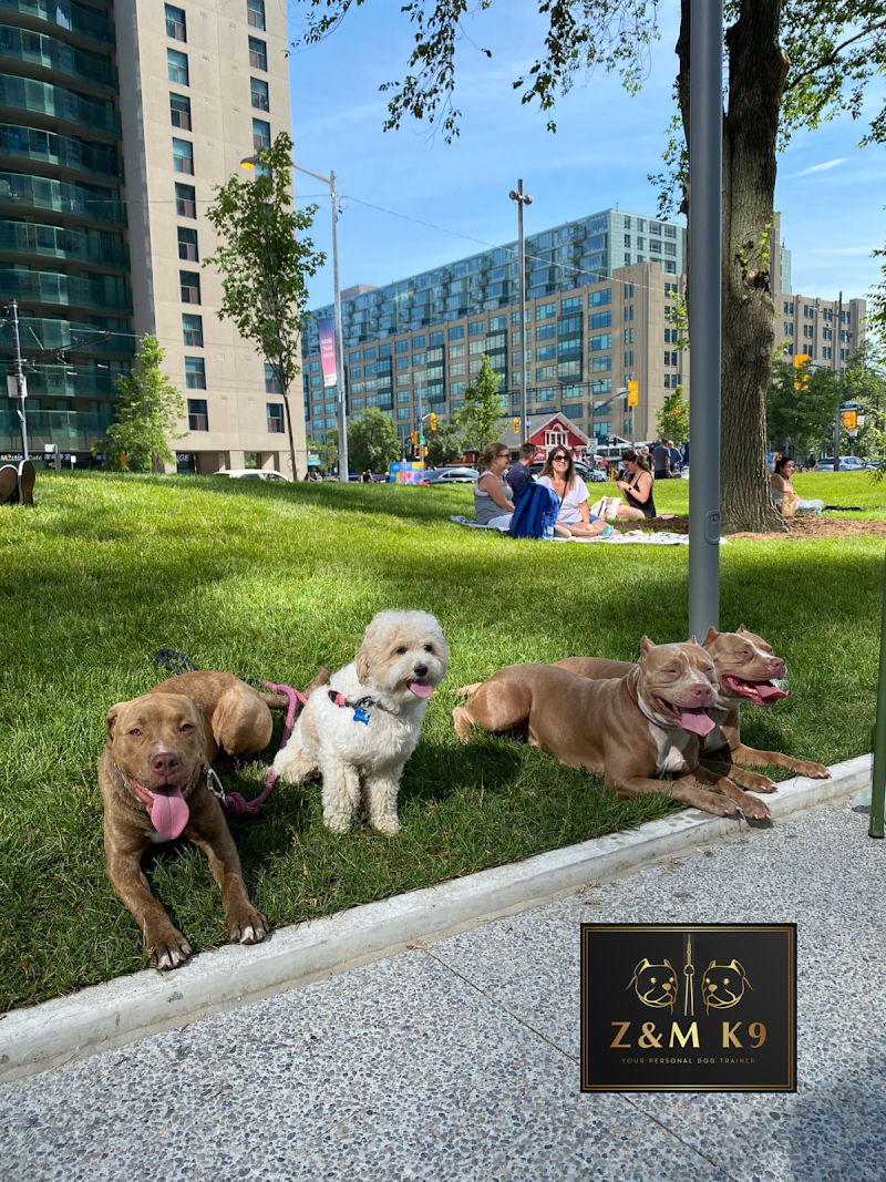 Z&M K9 Dog Training cover image