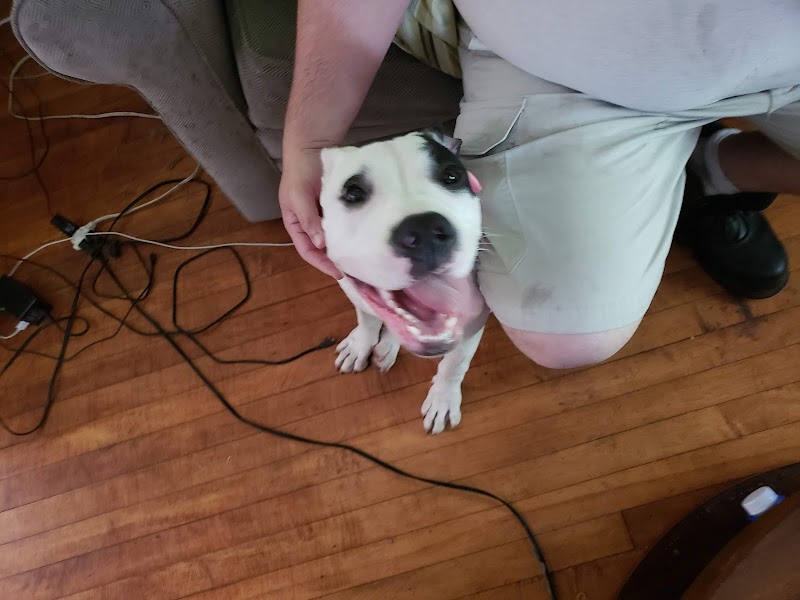 Critter Sitters- Emery Merriman cover image