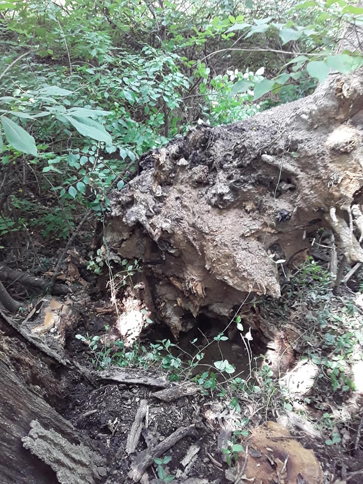 Oakland Tree Service cover image