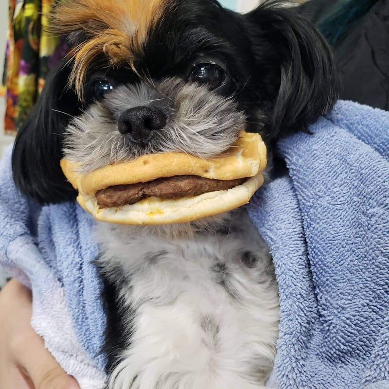 Gentle Groomer cover image