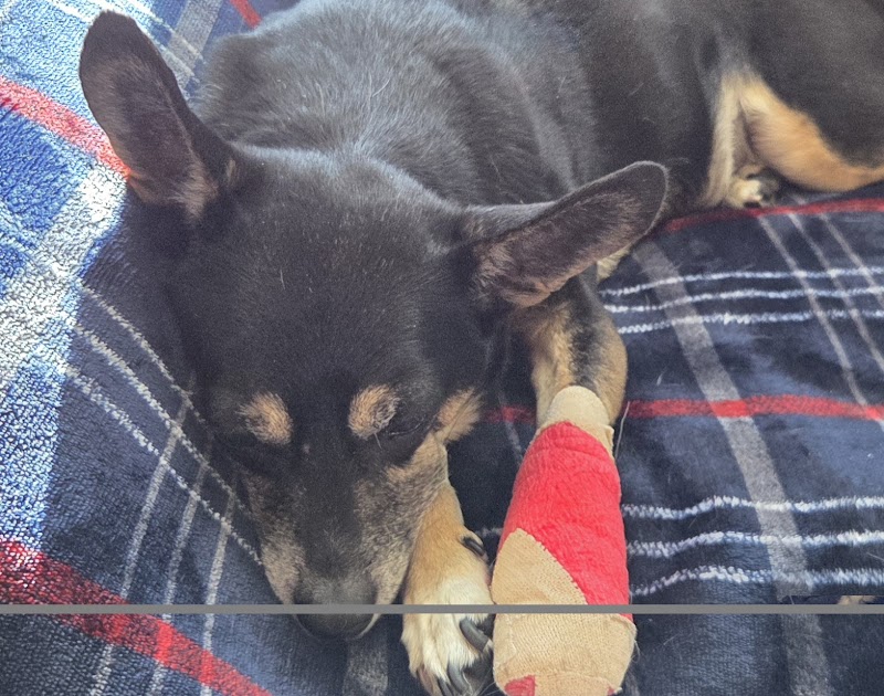 Pikes Peak Veterinary Clinic cover image