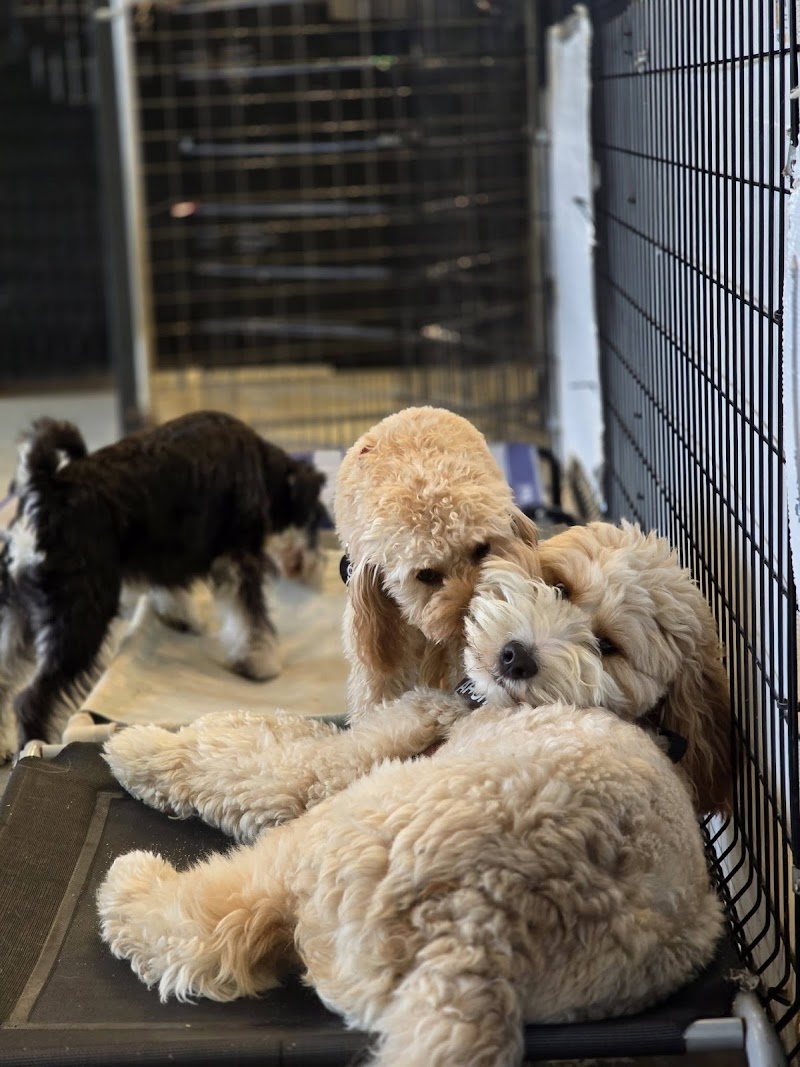 Central Bark Pet Styling cover image