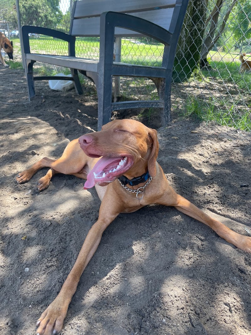 Happy Tails OKC - VIP Pet Services cover