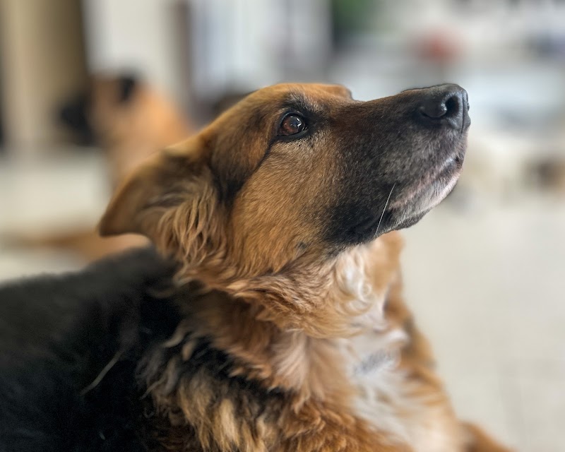 Chicago Canine Academy cover image