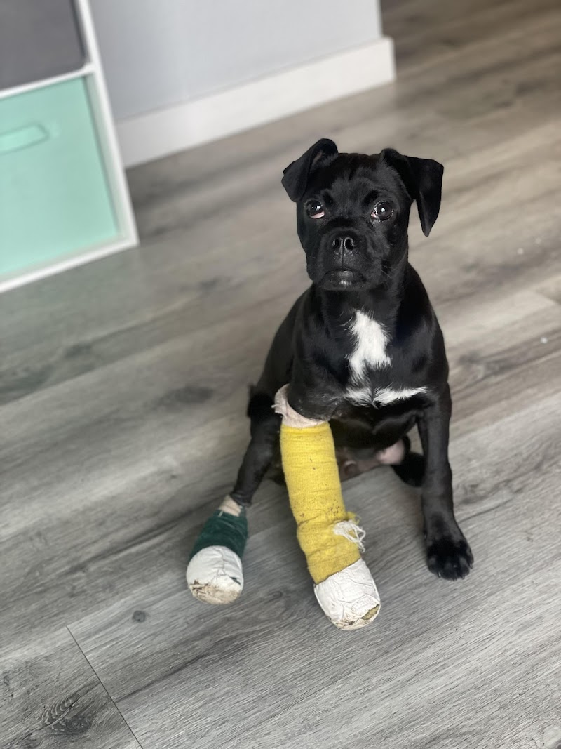 PetCare LB cover image