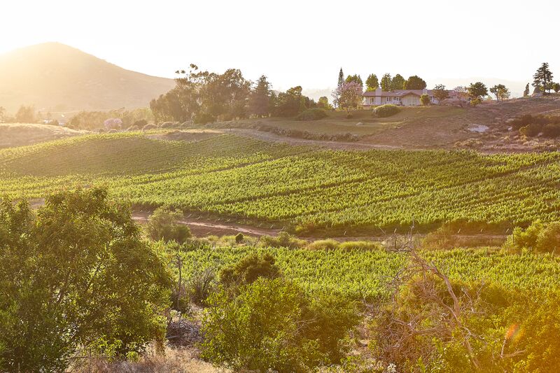 Domaine Artefact Vineyard & Winery cover image