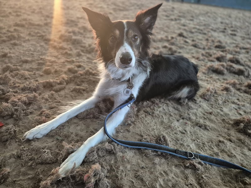 Glasgow Dog Obedience cover image