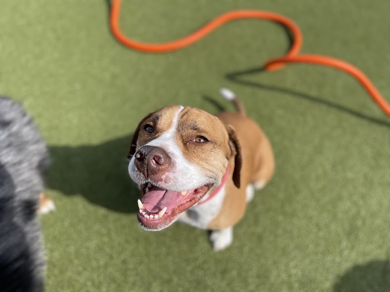 Obedient Paws cover image