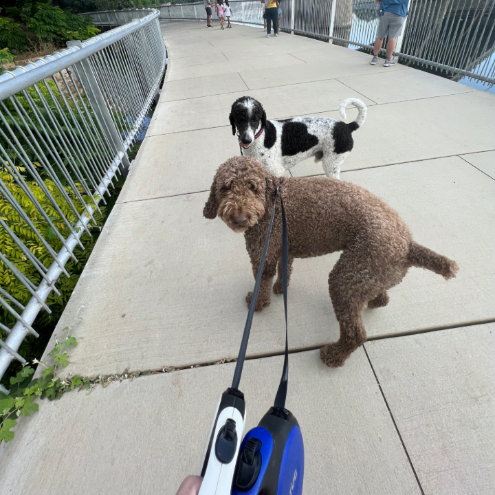 Mishka's Pawsitive Pet Care cover image