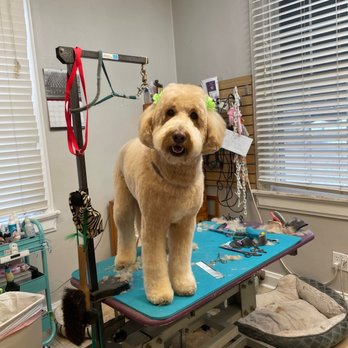 Paw Dat Pet Grooming, Daycare, & Boarding cover image