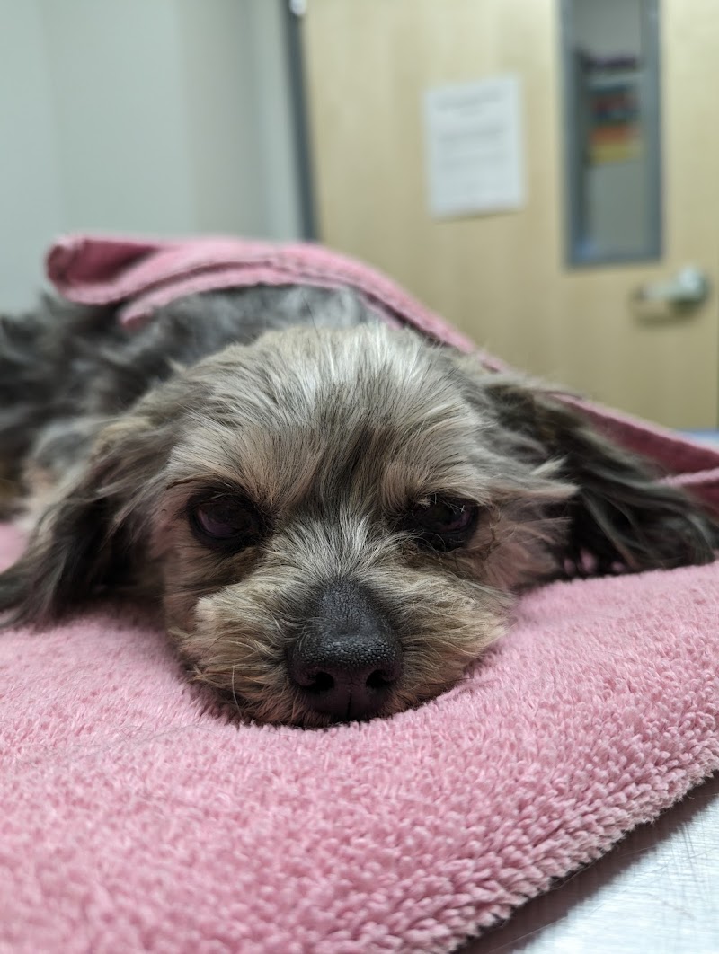 Blue Cross Animal Clinic cover image