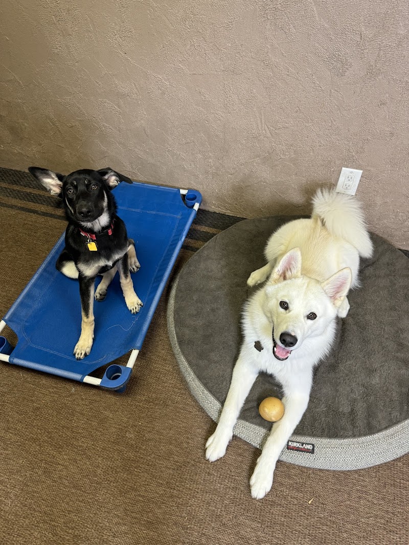 DogFather Dog Institute cover image