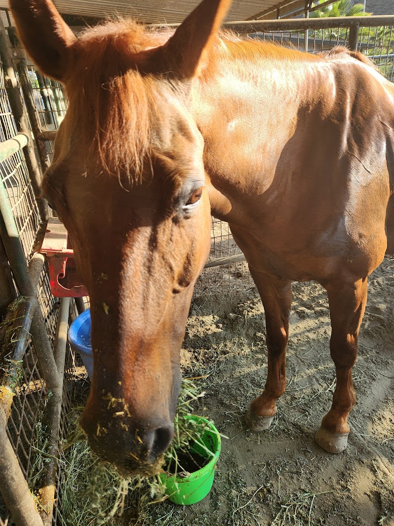 Windsor Equestrian Center cover image