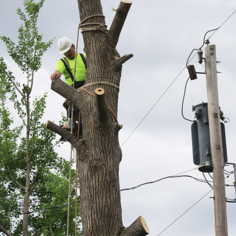 Los Angeles CA Tree Service cover image
