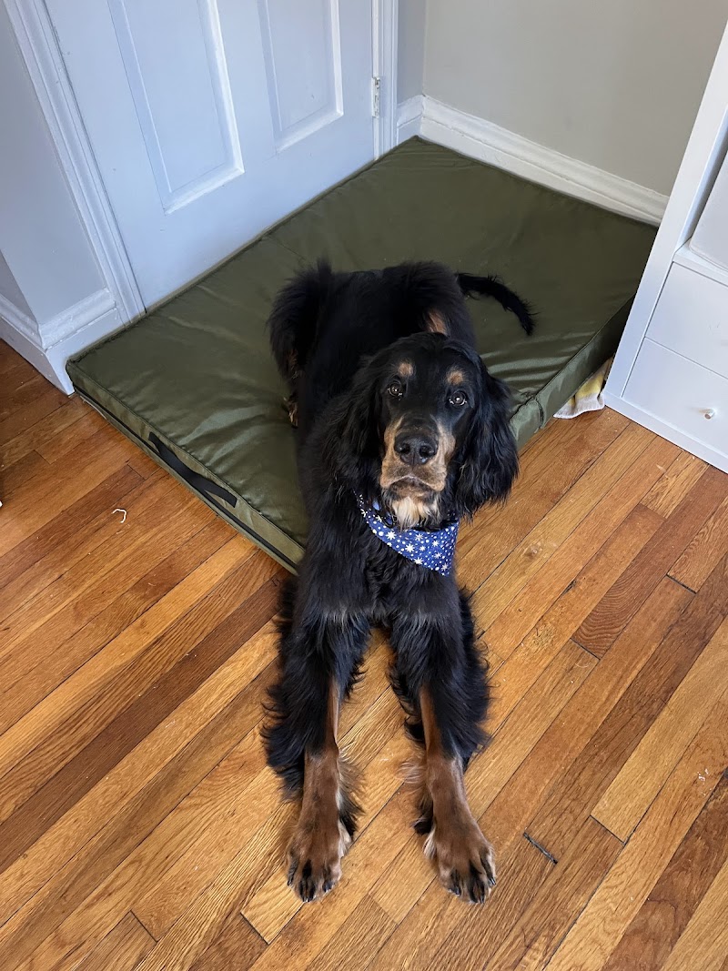 Argos Dog Training cover