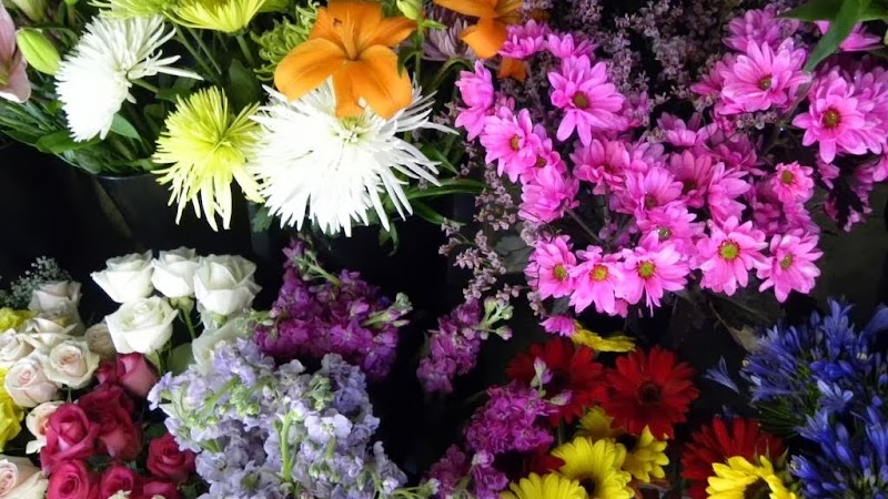 Frank, fleuriste et centre du jardin cover image