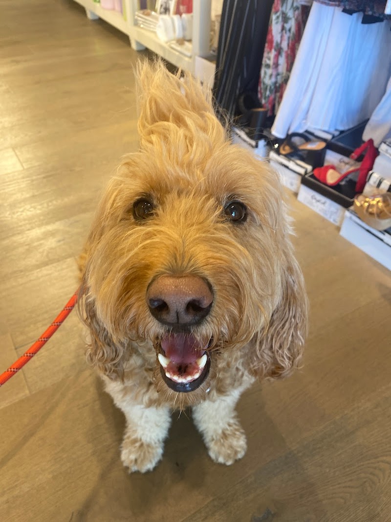 South Tampa Dog Walking & Pet Sitting cover image