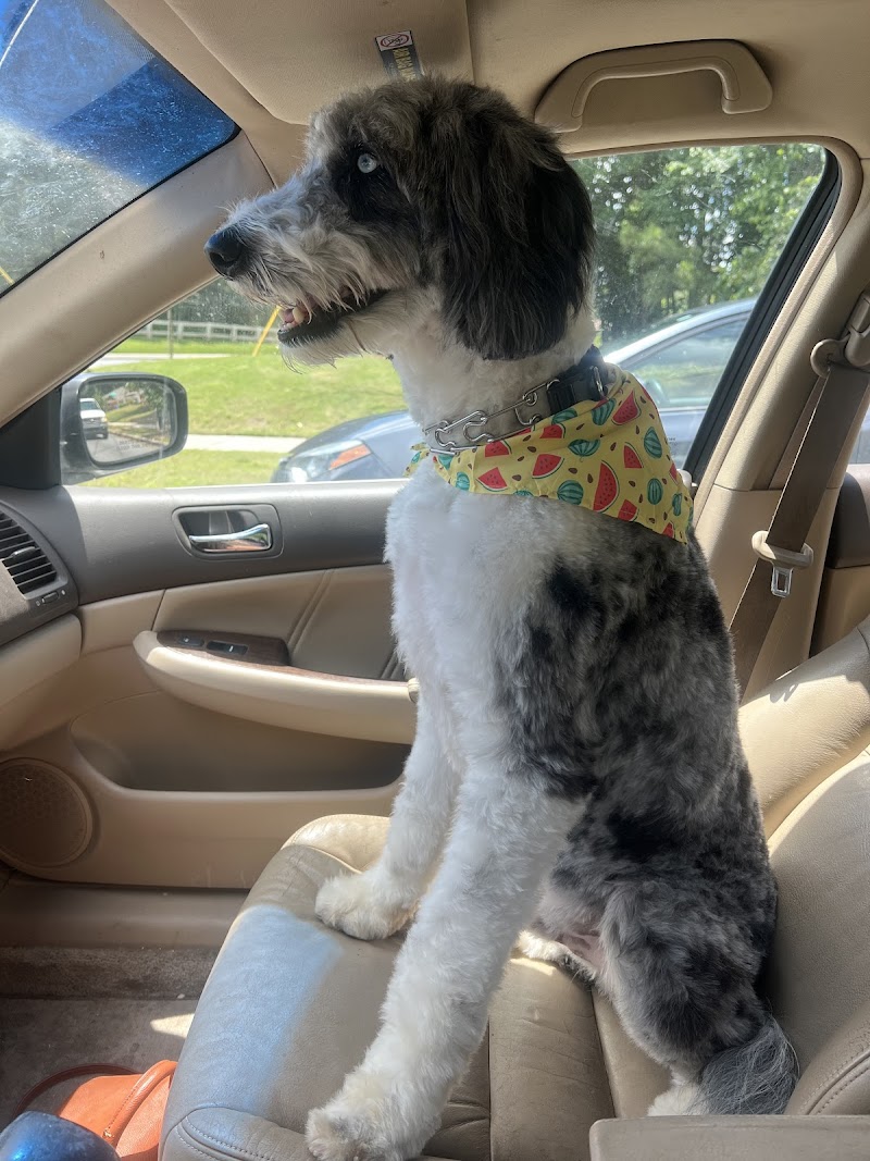 Gold Standard Dog Grooming LLC cover image