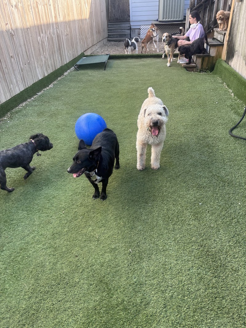 Mid City Animal House Dog Daycare & Boarding cover image
