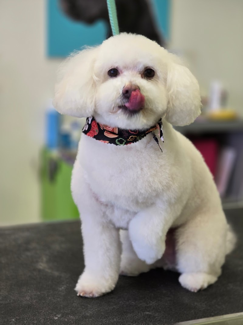 Sydnee's Pet Grooming cover image