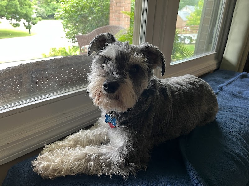 West Chester Dog Training cover