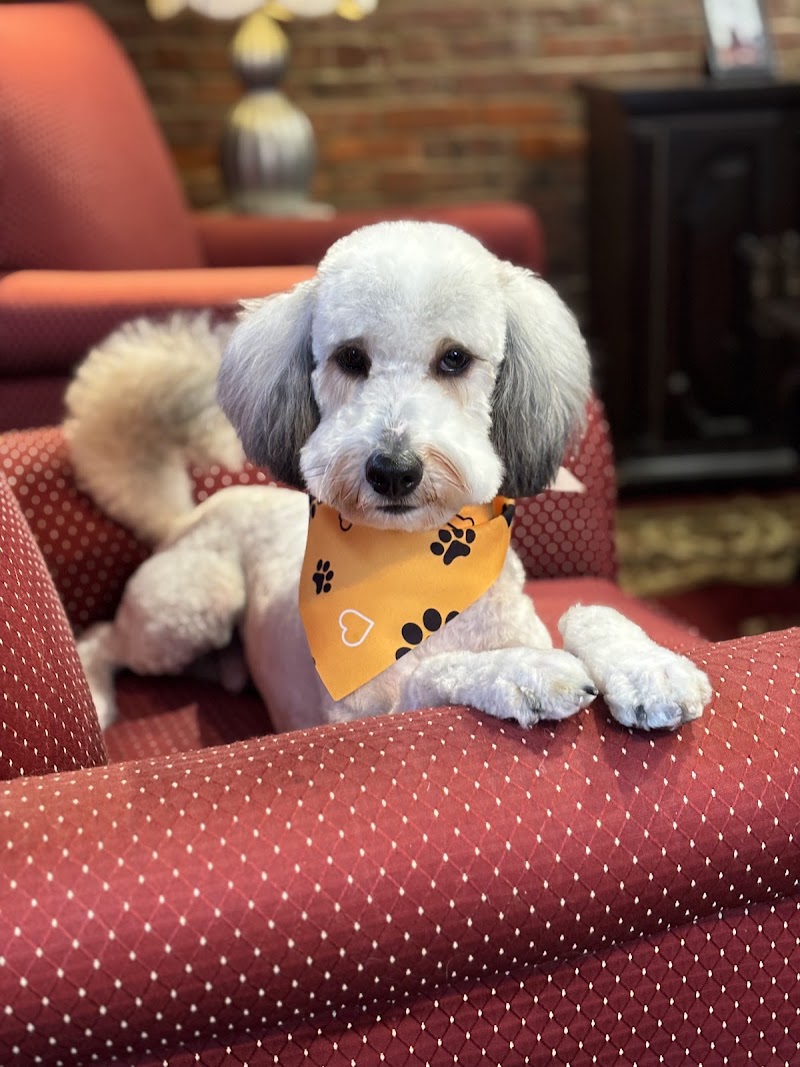 Glamour Pet Salon & Spa cover