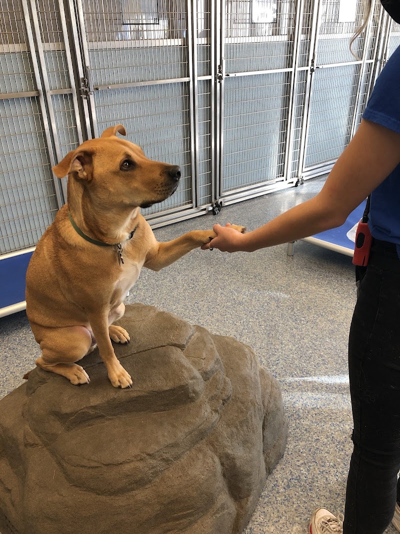 Patrick's Pet Care cover image