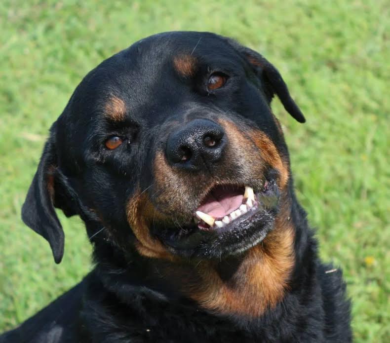 Personal Pet Care cover