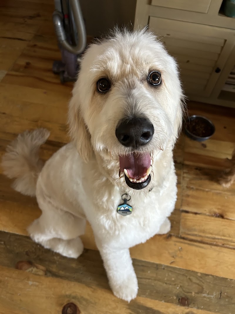 The Pet Groomers cover image