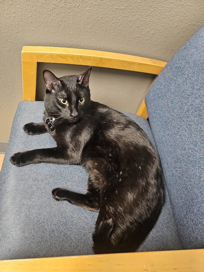 Animal Hospital of Colorado Springs cover image