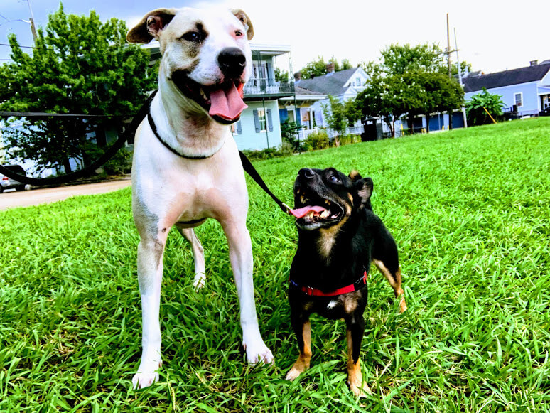 Christopher Walkin' Dog Walking & Pet Sitting cover image