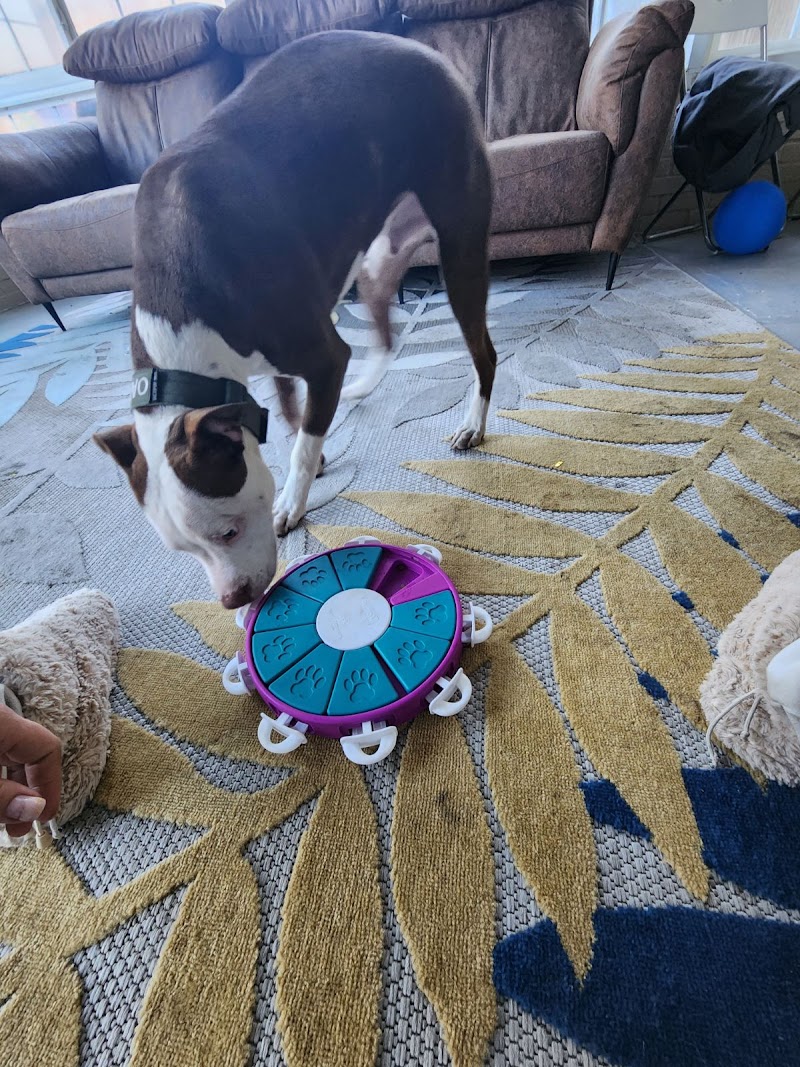 Kingdom For Dogs cover image