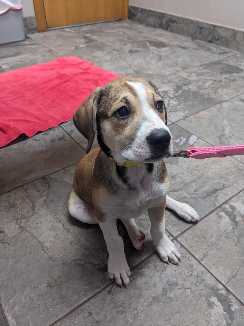 Gully Animal Hospital cover image