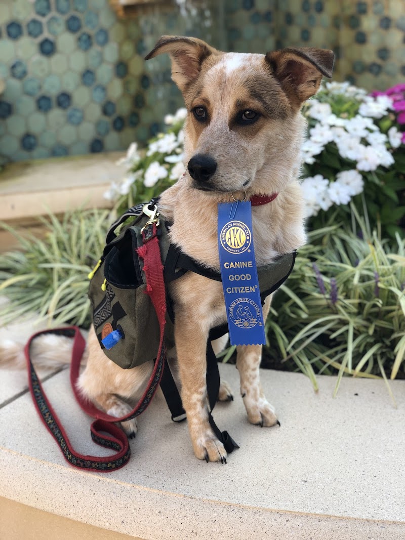 Level Up Dog Sports | Main Building cover image