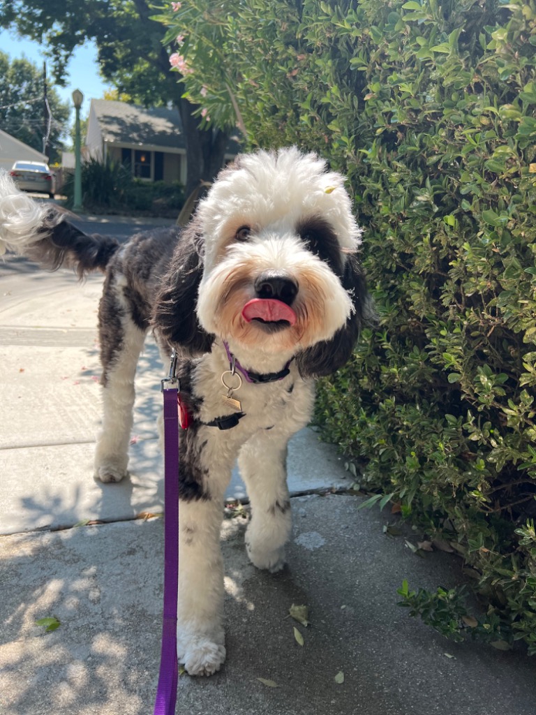 Midtown Mutts cover image