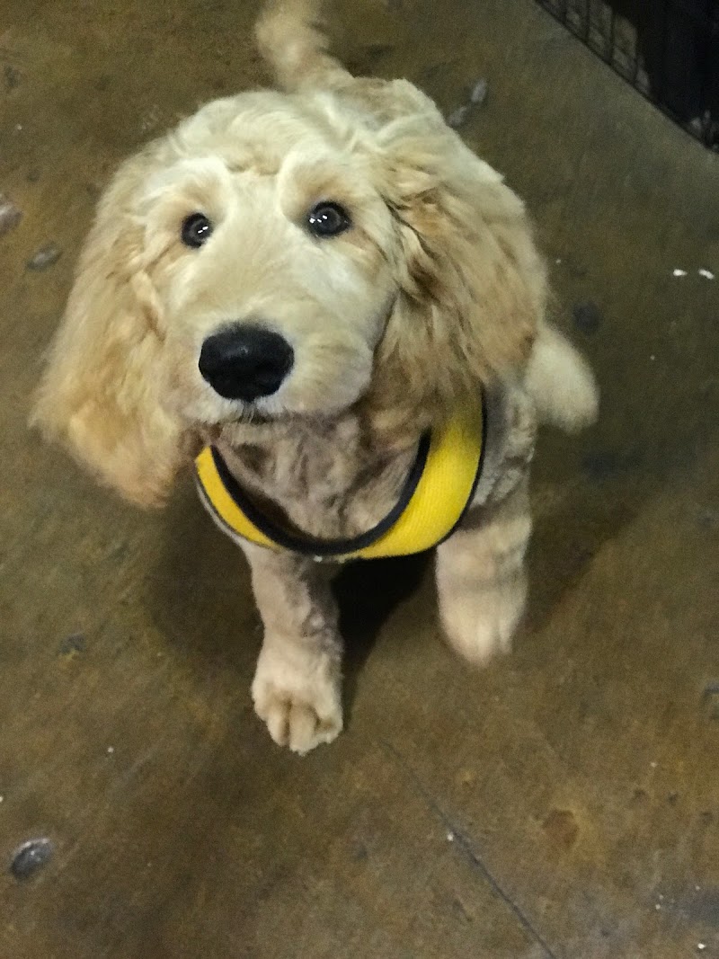 Wonder Puppy cover image