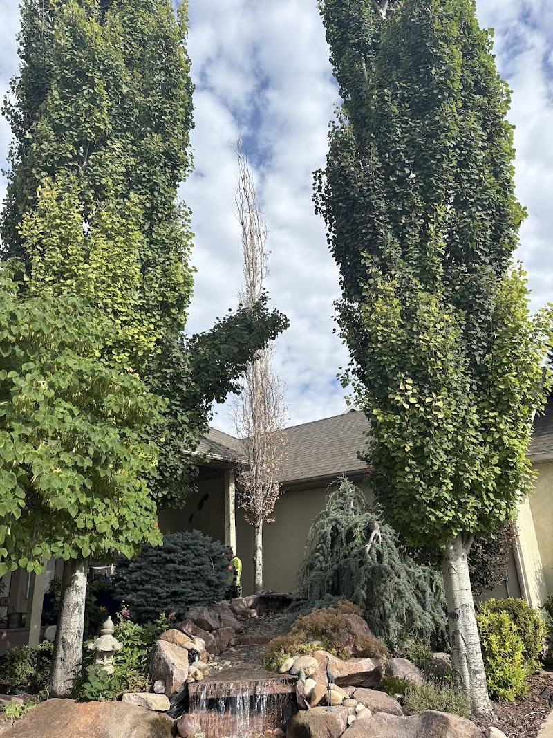 Diamond Tree Experts cover image