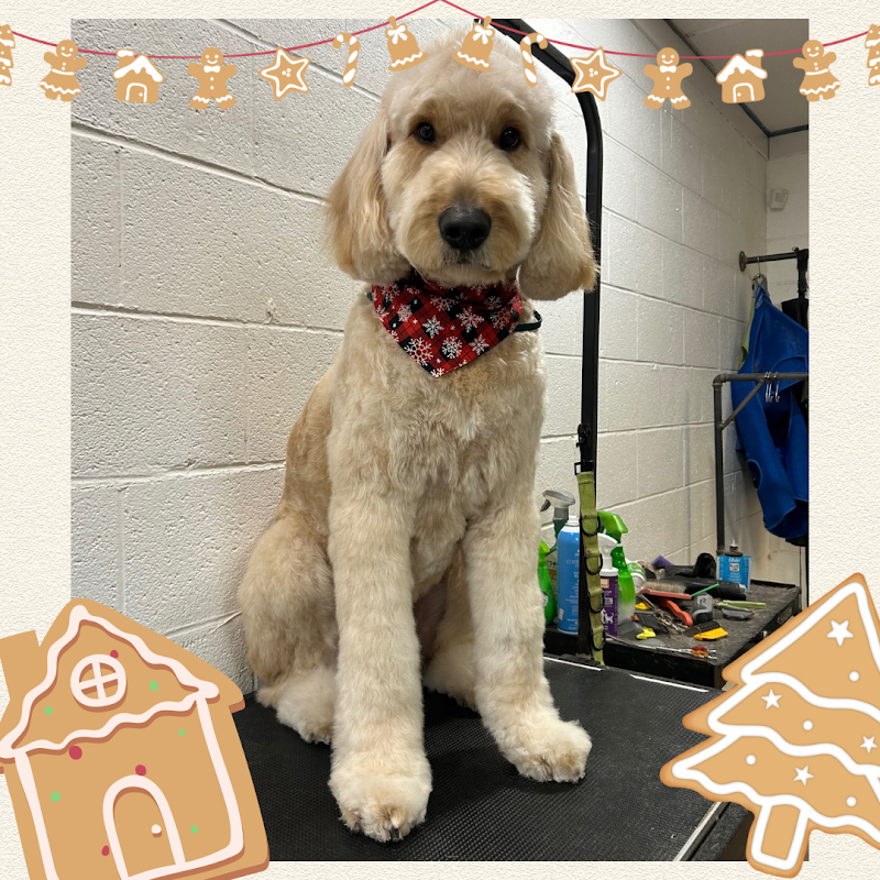 Fluff ‘n’ Buff Dog Grooming cover image