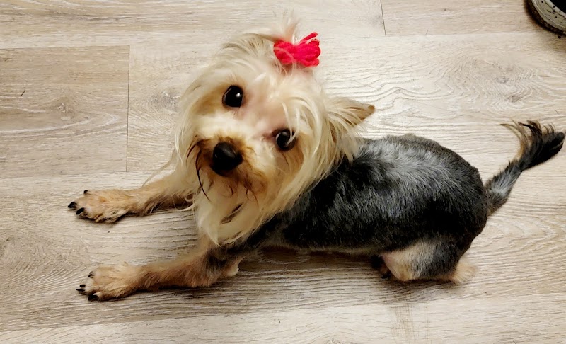 Quality Pet Grooming cover
