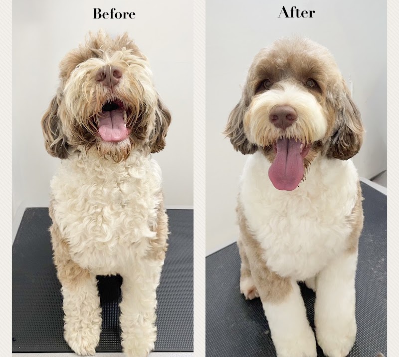 Lucky Tail - Grooming & Daycare cover image