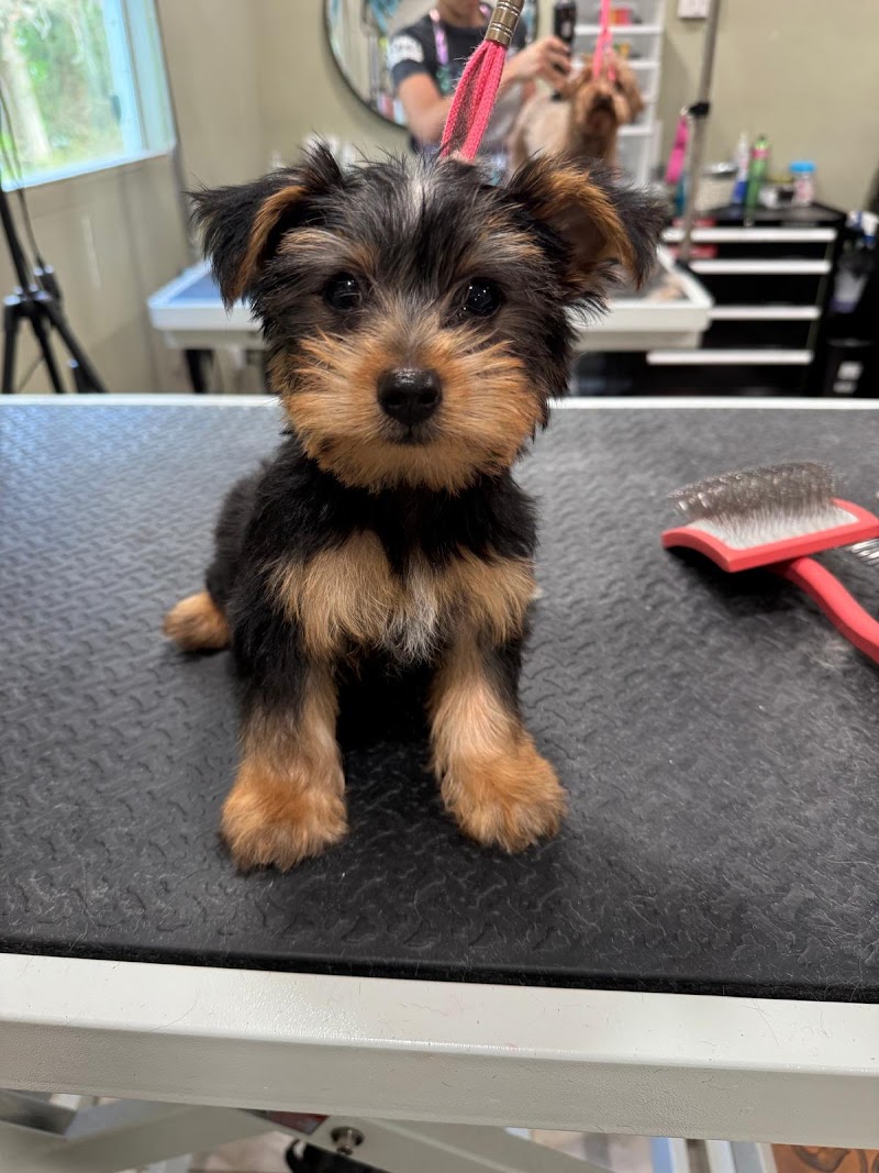 Bubbles & Clips Pet Grooming cover image