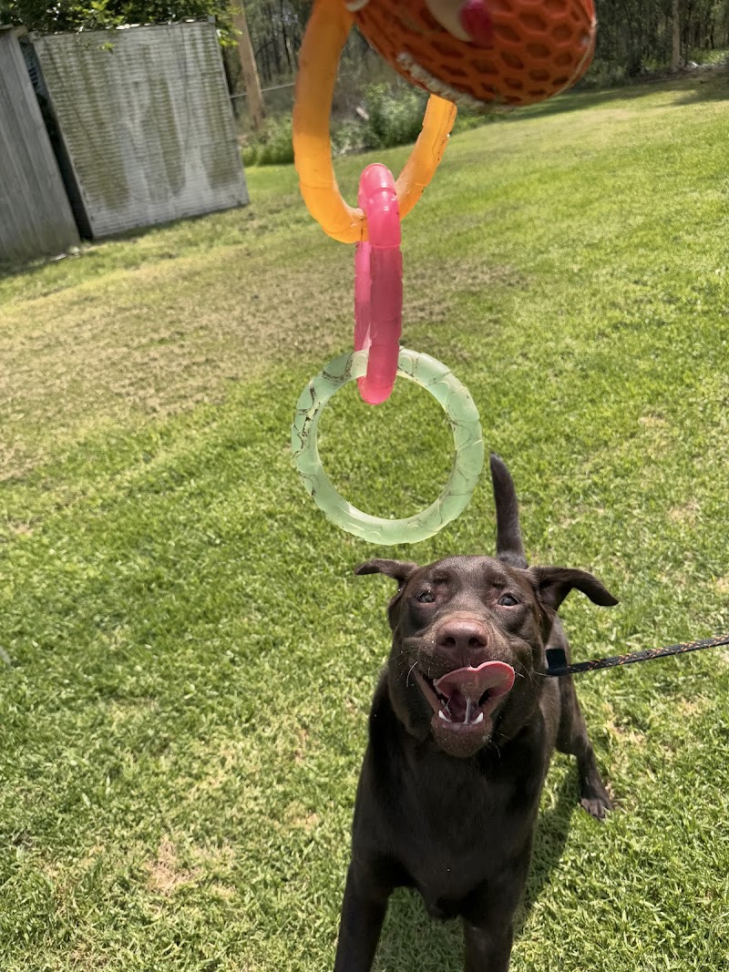 Sydney Dog and Cat Boarding cover image